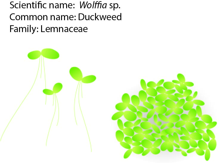 the-smallest-plant-in-the-world-duckweed-plant-biotechs